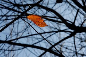 15975891 1278432914W7WZ