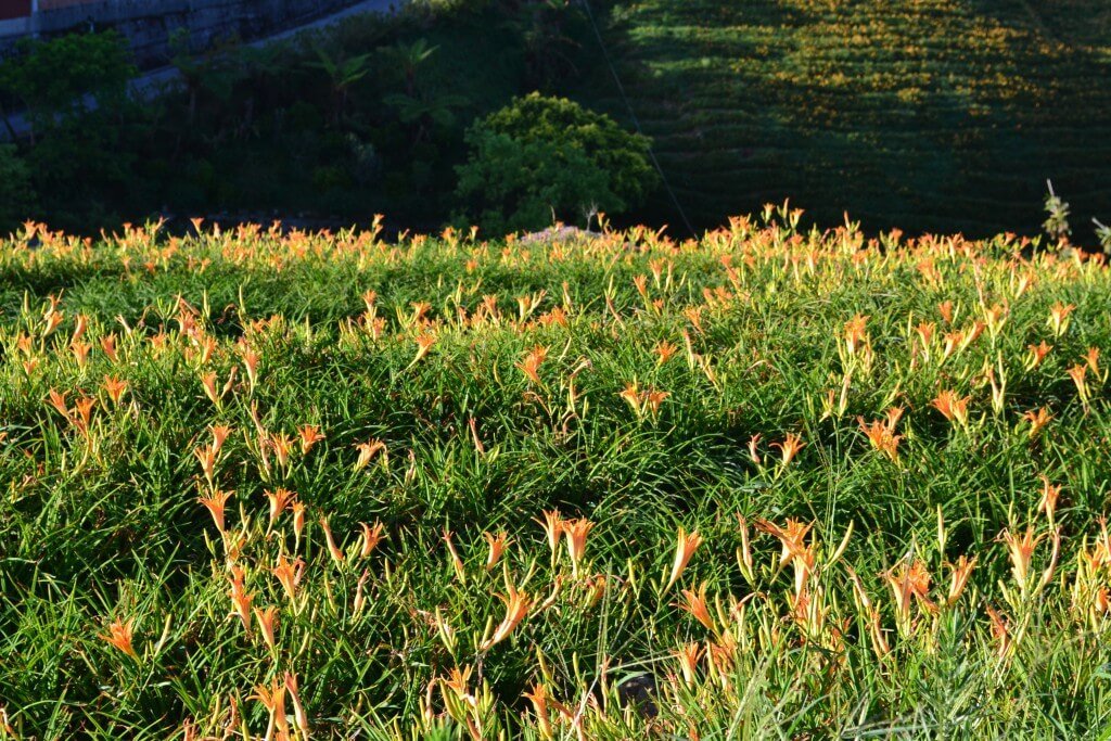 蔚藍海岸夢想設計有限公司